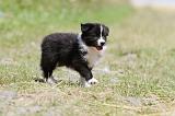 BORDER COLLIE 650